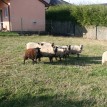 Jak se žije ovečkám v sadu - Shetlandské ovečky v sadu v průběhu roku 2013