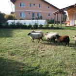 Jak se žije ovečkám v sadu - Shetlandské ovečky v sadu v průběhu roku 2013 