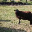Jak se žije ovečkám v sadu - Shetlandské ovečky v sadu v průběhu roku 2013