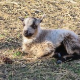 Stádo našich shetlandských oveček se utěšeně rozrostlo.... -  