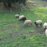 Stádo našich shetlandských oveček se utěšeně rozrostlo.... -  