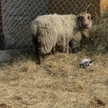 Stádo našich shetlandských oveček se utěšeně rozrostlo.... -  