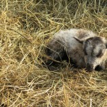 Stádo našich shetlandských oveček se utěšeně rozrostlo.... -  