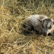Stádo našich shetlandských oveček se utěšeně rozrostlo.... - 