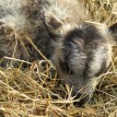 Stádo našich shetlandských oveček se utěšeně rozrostlo.... - 