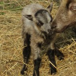 Stádo našich shetlandských oveček se utěšeně rozrostlo.... -  