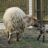 Stádo našich shetlandských oveček se utěšeně rozrostlo.... -  