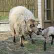 Stádo našich shetlandských oveček se utěšeně rozrostlo.... - 