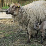 Stádo našich shetlandských oveček se utěšeně rozrostlo.... -  