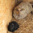 Stádo našich shetlandských oveček se utěšeně rozrostlo.... - 