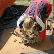 S příchodem jara jsme opět stříhali ovečky... - Stříhání shetlandských ovcí 