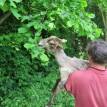 S příchodem jara jsme opět stříhali ovečky... - Stříhání shetlandských ovcí 