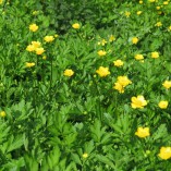 Květen v Toušeňské zahradě -  