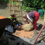 S příchodem jara jsme opět stříhali ovečky... - Stříhání shetlandských ovcí  