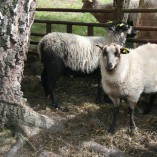 Výběr oveček do toušeňské zahrady - Z tohoto stáda dostaneme do toušeňského zahrady dvě ovečky a... 