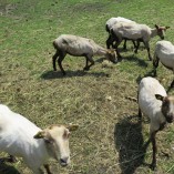 S příchodem jara jsme opět stříhali ovečky... - Stříhání shetlandských ovcí  