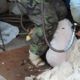 Stříhání oveček 2013 - Stříhání shetlandských ovcí  
