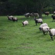 Výběr oveček do toušeňské zahrady - Z tohoto stáda dostaneme do toušeňského zahrady dvě ovečky a...
