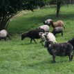 Výběr oveček do toušeňské zahrady - Z tohoto stáda dostaneme do toušeňského zahrady dvě ovečky a...