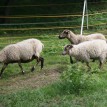 Výběr oveček do toušeňské zahrady - Z tohoto stáda dostaneme do toušeňského zahrady dvě ovečky a...