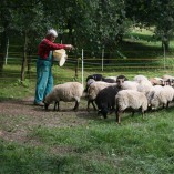 Výběr oveček do toušeňské zahrady - Z tohoto stáda dostaneme do toušeňského zahrady dvě ovečky a... 