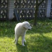 Podzim 2012 v sadu - 