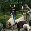 Výběr oveček do toušeňské zahrady - Z tohoto stáda dostaneme do toušeňského zahrady dvě ovečky a...