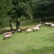 Výběr oveček do toušeňské zahrady - Z tohoto stáda dostaneme do toušeňského zahrady dvě ovečky a...