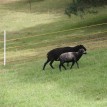 Výběr oveček do toušeňské zahrady - Z tohoto stáda dostaneme do toušeňského zahrady dvě ovečky a...