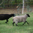 Výběr oveček do toušeňské zahrady - Z tohoto stáda dostaneme do toušeňského zahrady dvě ovečky a...