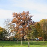 Barevný podzim v sadu - Podzim v Toušeňské zahradě rozhodně není smutný...  