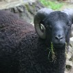 Výběr oveček do toušeňské zahrady - Z tohoto stáda dostaneme do toušeňského zahrady dvě ovečky a...