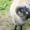 Výběr oveček do toušeňské zahrady - Z tohoto stáda dostaneme do toušeňského zahrady dvě ovečky a...
