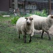 Jak se žije ovečkám v sadu - Shetlandské ovečky v sadu v průběhu roku 2013