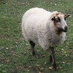 Jak se žije ovečkám v sadu - Shetlandské ovečky v sadu v průběhu roku 2013