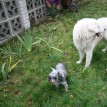 Jak se žije ovečkám v sadu - Shetlandské ovečky v sadu v průběhu roku 2013