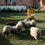 Jak se žije ovečkám v sadu - Shetlandské ovečky v sadu v průběhu roku 2013 