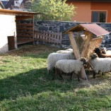 Jak se žije ovečkám v sadu - Shetlandské ovečky v sadu v průběhu roku 2013 